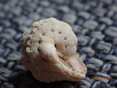 Liotinaria peronii
