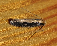 Monopis obviella