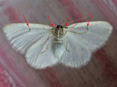 Protitame virginalis