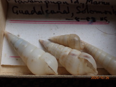 Longchaeus maculosus