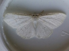 Protitame virginalis