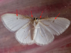 Protitame virginalis