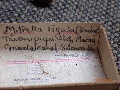 Graphicomassa ligula