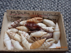 Graphicomassa ligula