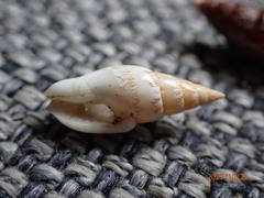 Graphicomassa ligula