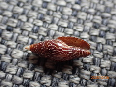 Graphicomassa ligula