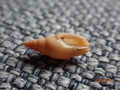 Graphicomassa ligula