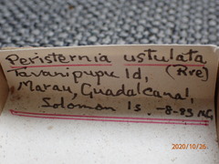 Peristernia ustulata