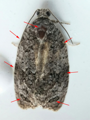 Apotomis removana