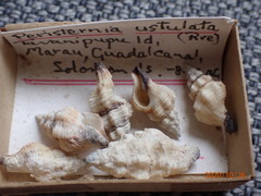 Peristernia ustulata