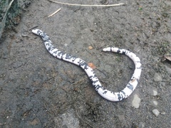 Amphisbaena fuliginosa