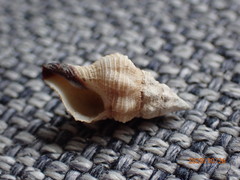 Peristernia ustulata