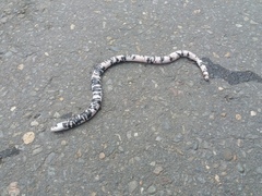 Amphisbaena fuliginosa