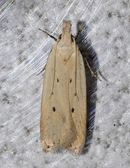 Nothris verbascella
