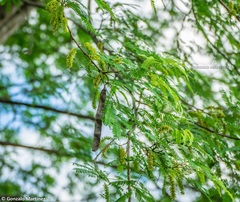 Parapiptadenia excelsa