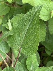 Equilabium laxiflorum