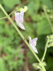 Equilabium laxiflorum