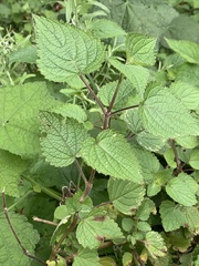 Equilabium laxiflorum