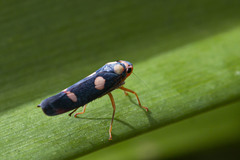 Erythrogonia