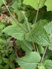 Equilabium laxiflorum