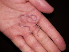 Hook-Snouted Worm Snake photo 3