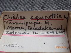 Cheilea equestris