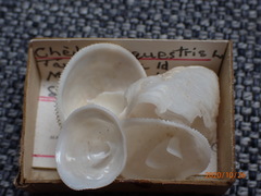 Cheilea equestris
