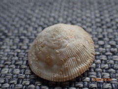 Cheilea equestris