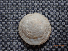 Cheilea equestris
