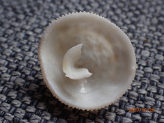 Cheilea equestris