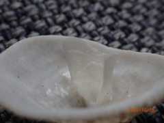 Cheilea equestris