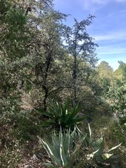 Malacomeles denticulata