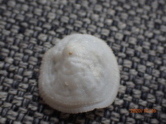 Cheilea equestris