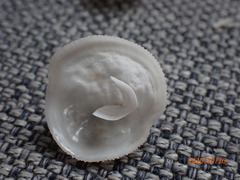 Cheilea equestris