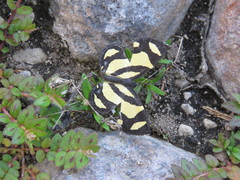 Baeotis zonata zonata