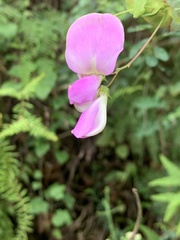 Tephrosia cordata