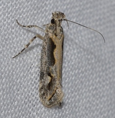 Ornativalva plutelliformis