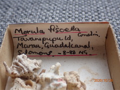Murichorda fiscellum