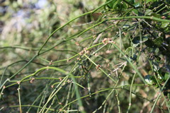 Ephedra tweedieana