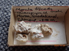 Murichorda fiscellum