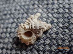 Murichorda fiscellum
