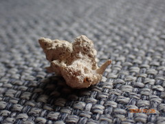 Murichorda fiscellum