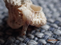 Murichorda fiscellum