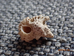 Murichorda fiscellum