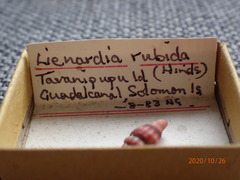 Lienardia rubida