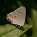 Gray Hairstreak - Photo (c) Jason M Crockwell, some rights reserved (CC BY-NC-ND), uploaded by Jason M Crockwell