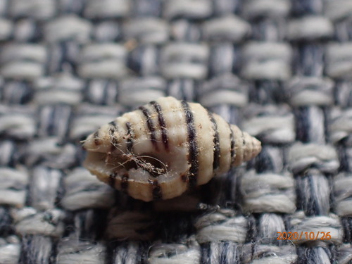 Engina lineata