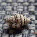 Engina lineata