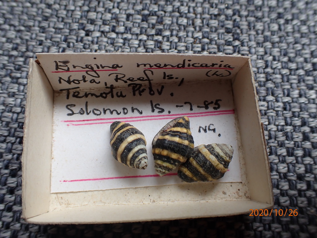 bumble bee snail