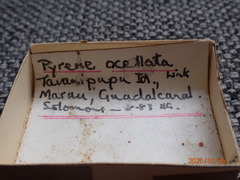 Pictocolumbella ocellata